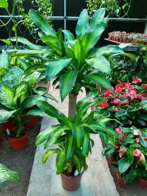 Dracaena 'Massangeana' (Corn Plant)